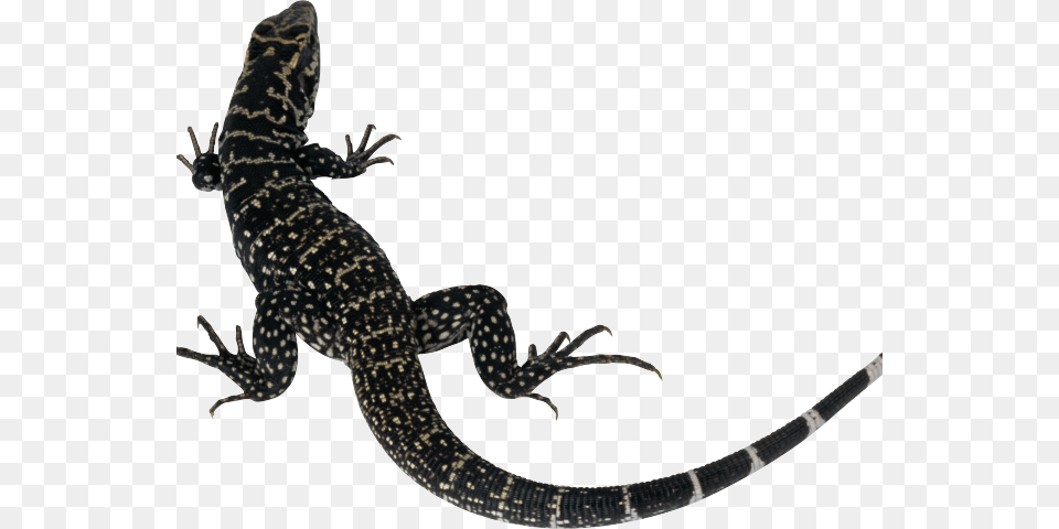 Yellow Spotted Lizard, Animal, Gecko, Reptile, Anole Png