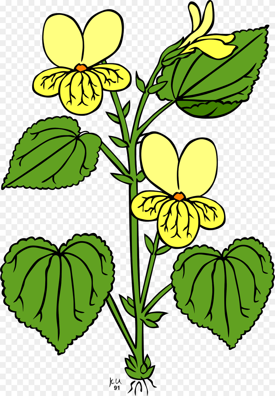 Yellow Stream Violet Clipart, Flower, Leaf, Plant, Petal Free Png