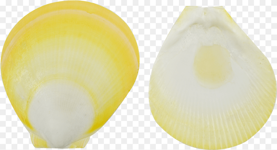 Yellow Sun, Animal, Clam, Food, Invertebrate Png Image