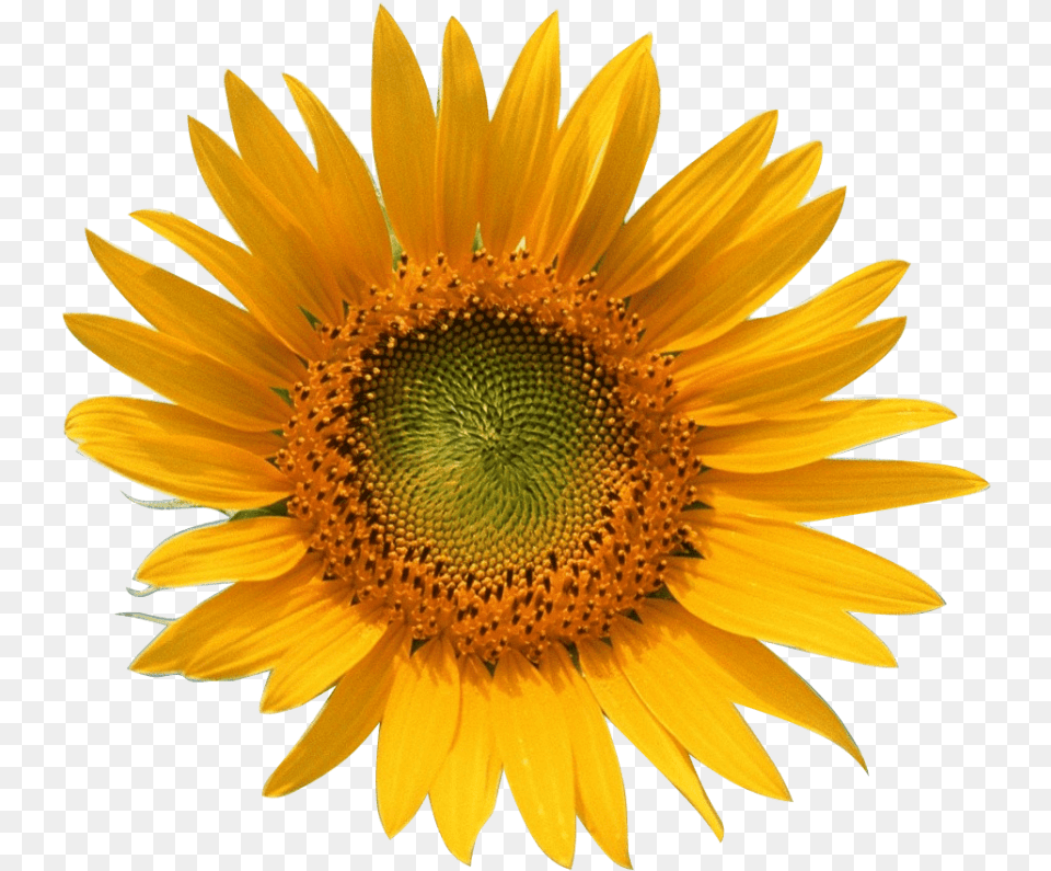Yellow Sun Flower Girasol Y Abeja, Plant, Sunflower Png Image