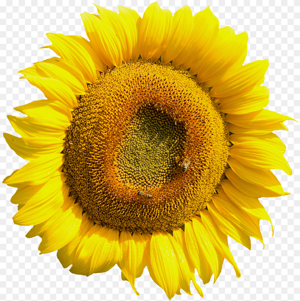 Yellow Sunflower Flower Image Sunflower Tire Cover Back Up Camera, Plant Free Transparent Png