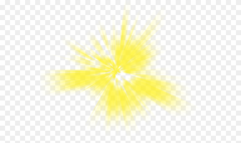 Yellow Sunlight Light Effect Light, Flower, Plant, Person, Daffodil Png