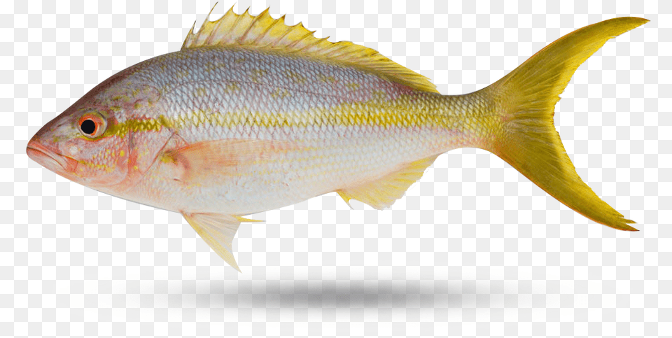 Yellow Tail Snapper Perch, Animal, Fish, Sea Life, Tuna Free Png Download