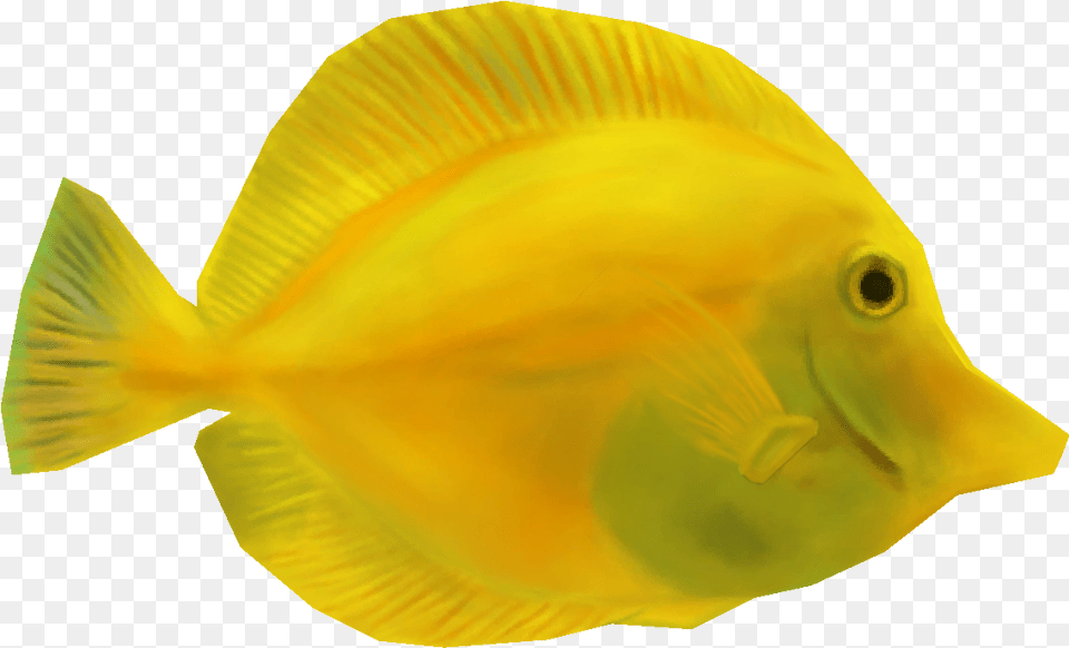 Yellow Tang, Animal, Fish, Sea Life, Surgeonfish Png