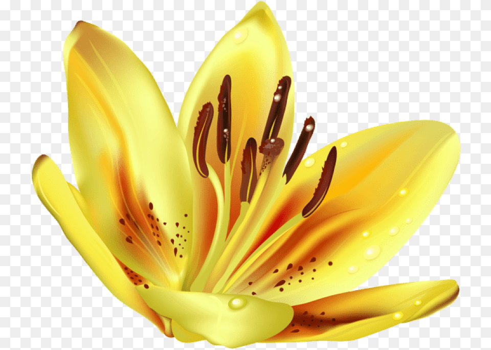 Yellow Transparent Background Tiger Lily, Anther, Flower, Plant, Pollen Free Png
