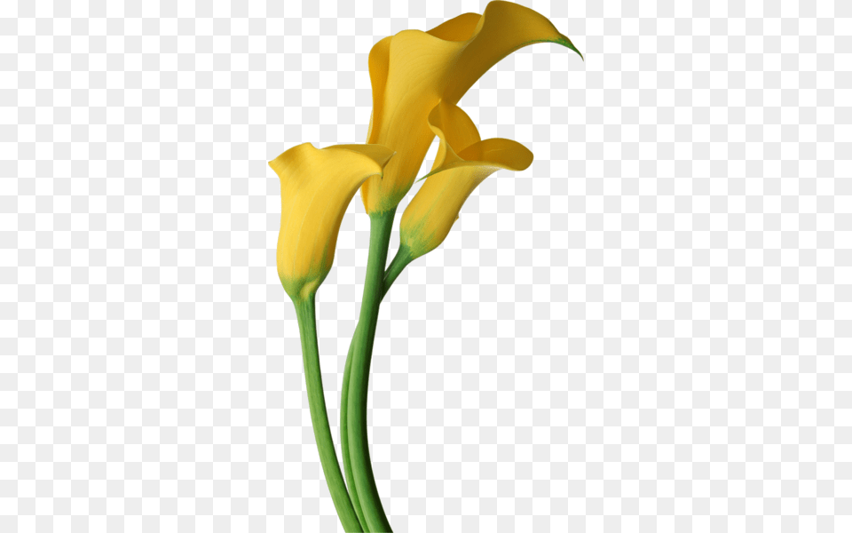 Yellow Transparent Calla Lilies Flowers Clipart To Use, Flower, Plant, Petal, Lily Png Image