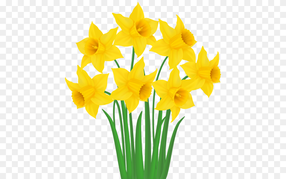 Yellow Transparent Clip Transparent Background Daffodils Clipart, Daffodil, Flower, Plant Free Png