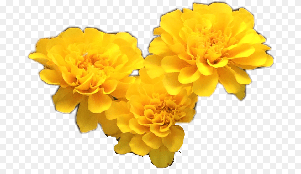 Yellow Flower Crown Yellow Yellow Flower Background, Dahlia, Petal, Plant, Daffodil Free Transparent Png