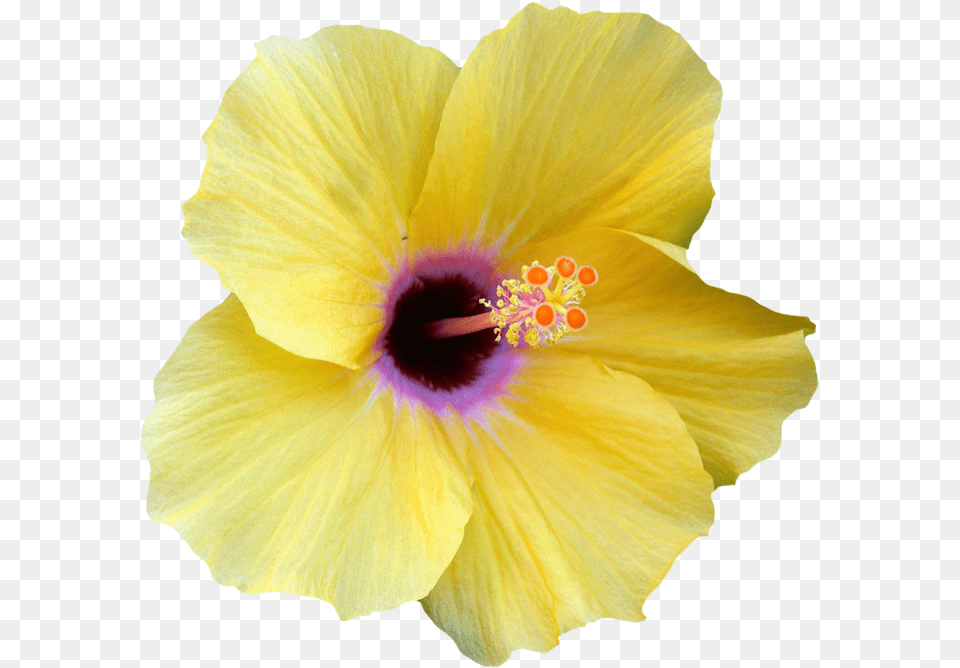 Yellow Transparent Hibiscus Flower, Plant, Pollen, Rose Png Image