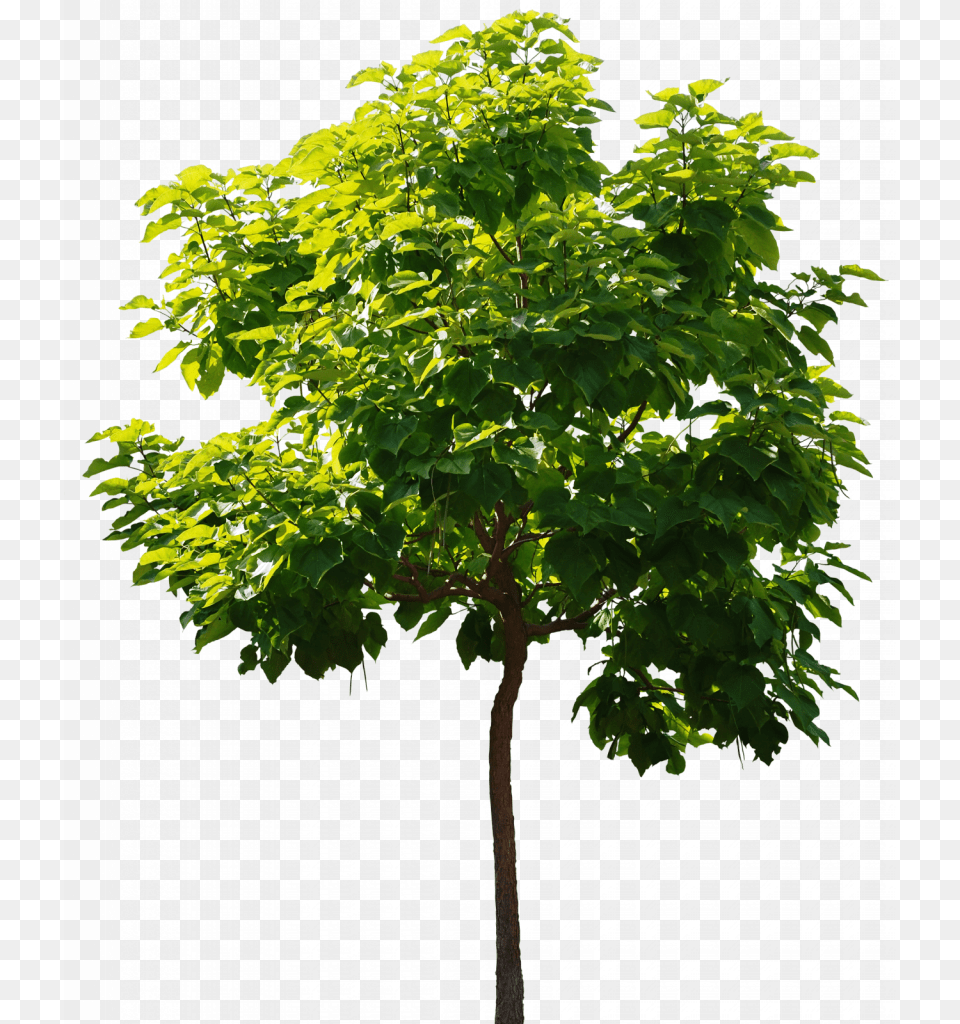 Yellow Tree, Leaf, Maple, Plant, Green Free Png