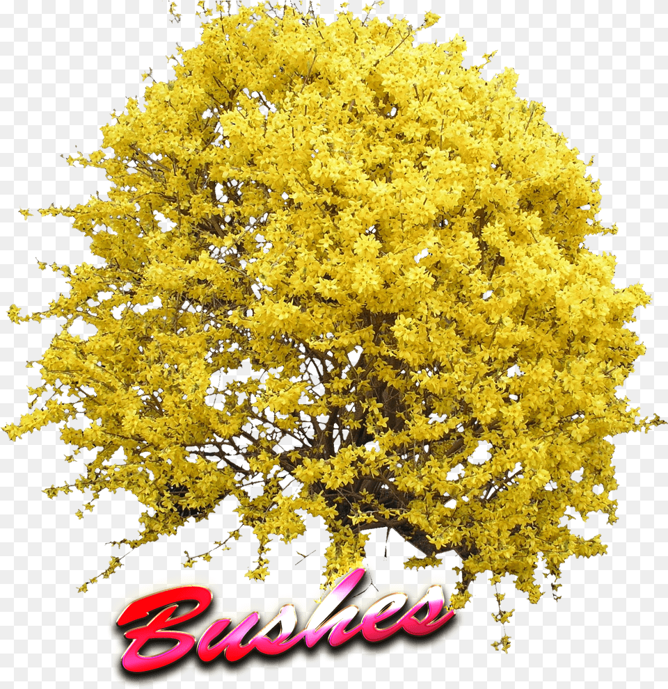 Yellow Tree Top View Forsythia Transparent, Plant, Vegetation, Flower, Mimosa Free Png