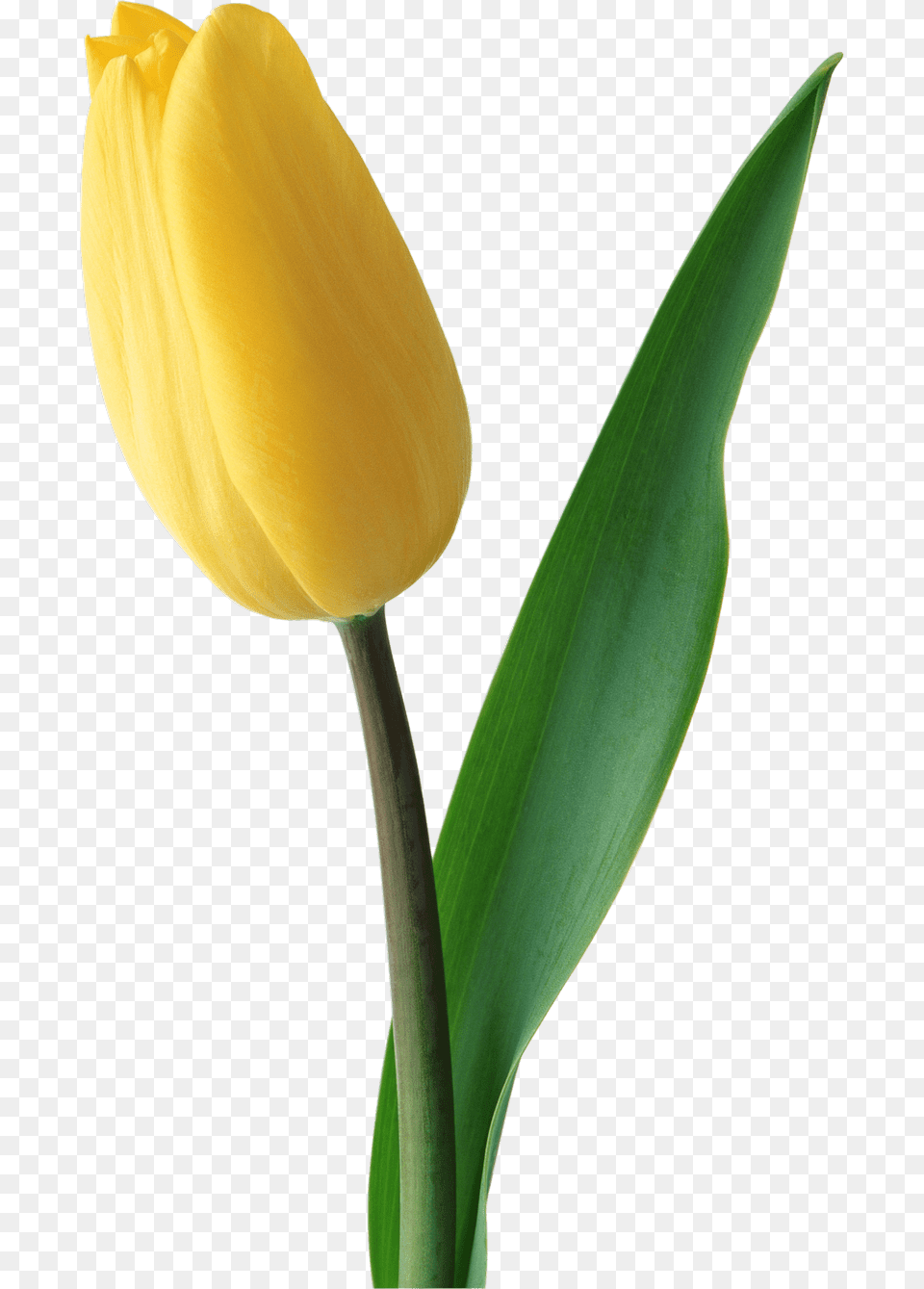 Yellow Tulip Background, Flower, Plant Png Image