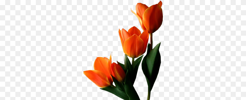 Yellow Tulip Clip Art Saludos De Buenas Tardes Con Flores, Flower, Plant, Petal Free Png Download