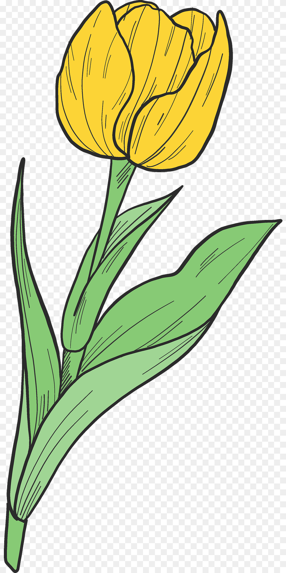 Yellow Tulip Clipart, Flower, Plant, Daffodil, Petal Free Transparent Png