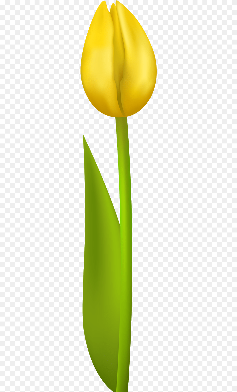Yellow Tulip Clipart No Background, Flower, Petal, Plant Free Png