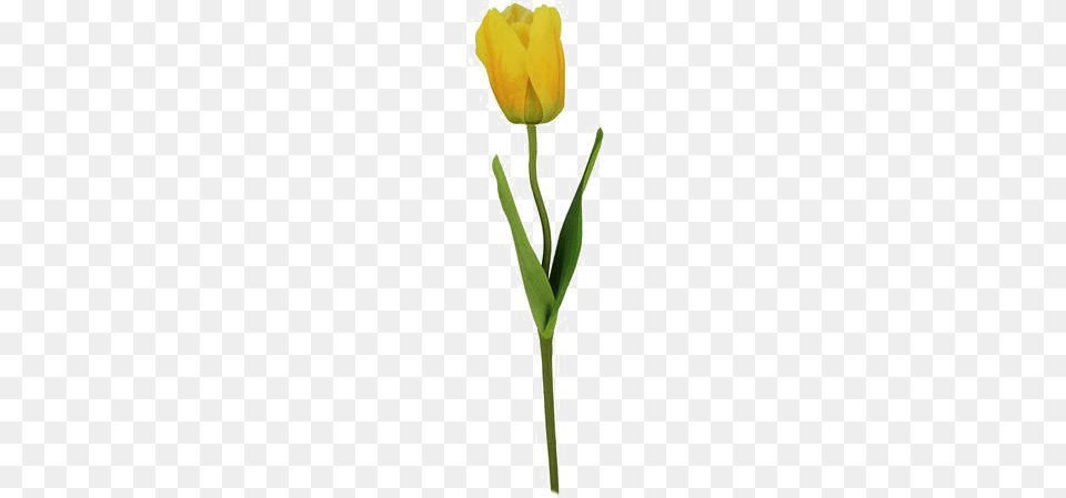 Yellow Tulip Image Background Single Yellow Tulips Flowers, Flower, Plant Png