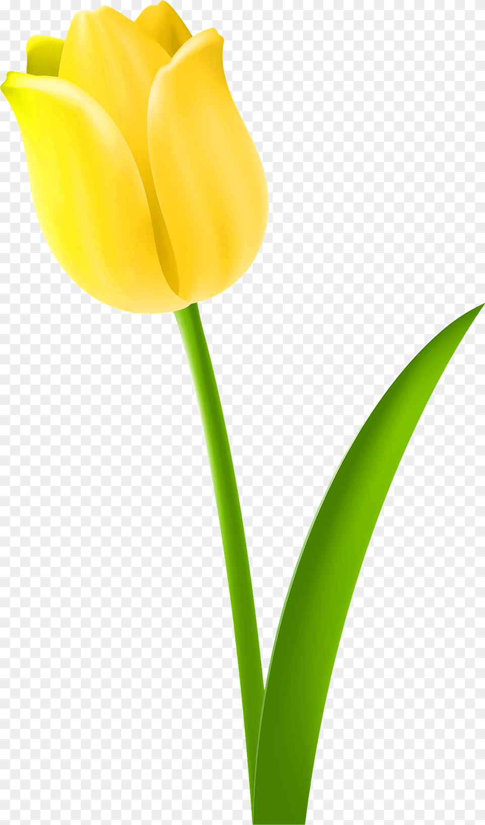 Yellow Tulip On The Stem Clipart, Flower, Plant Png