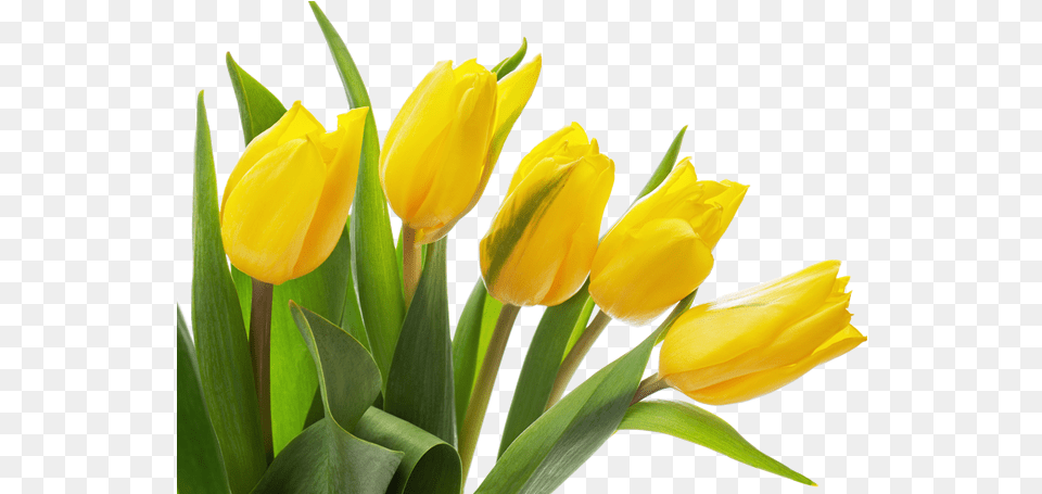 Yellow Tulip Photo Yellow Tulip Flower, Plant Png