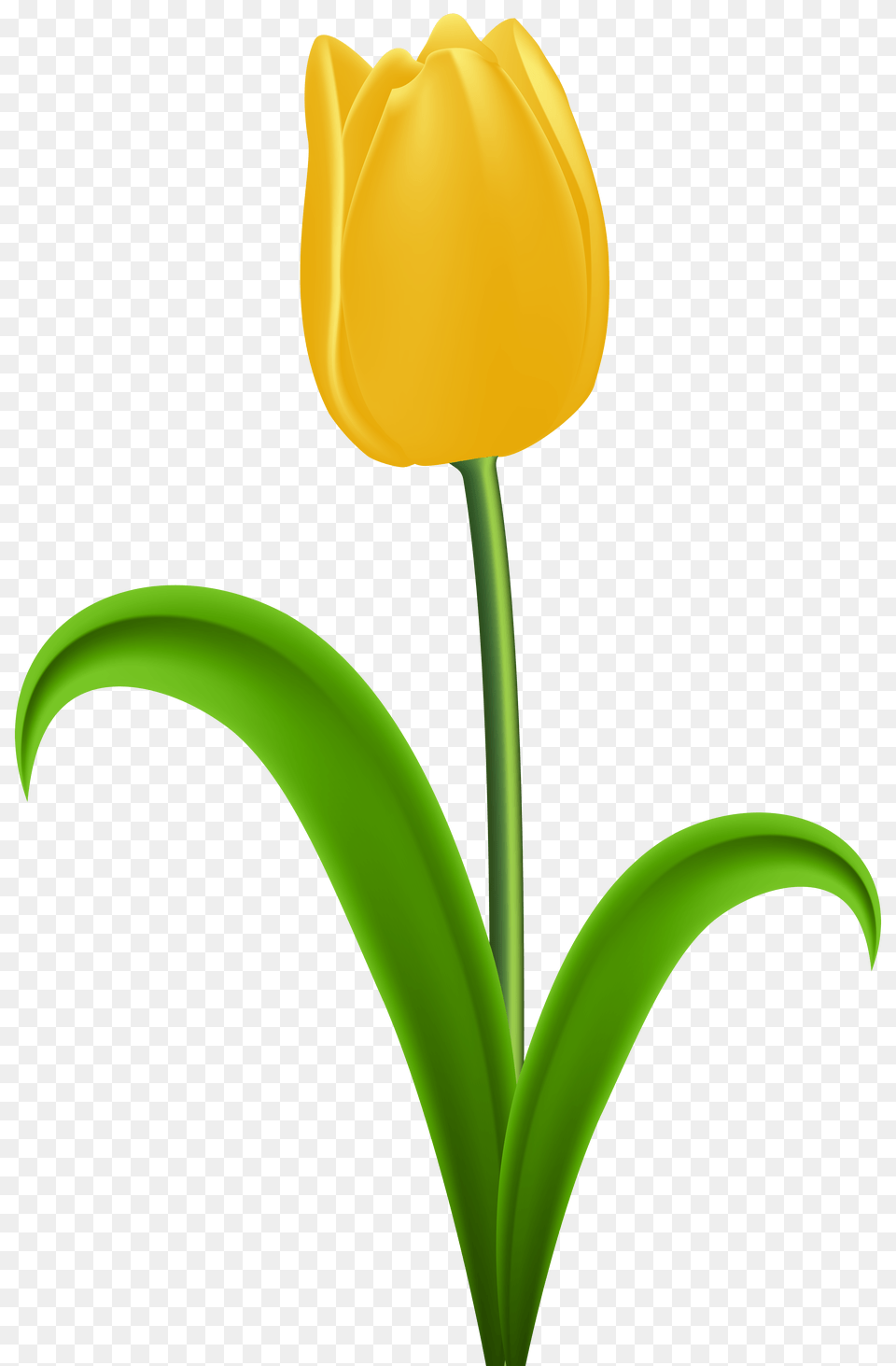 Yellow Tulip Transparent Clip, Flower, Plant Png Image