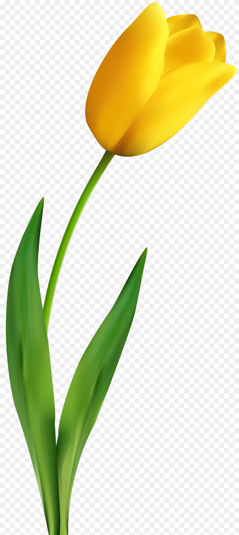 Yellow Tulip Transparent Clip Art, Flower, Plant Free Png
