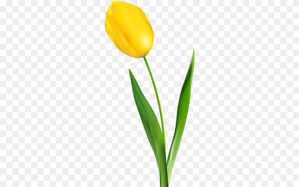 Yellow Tulip Transparent Clip Art Gallery, Flower, Plant, Clothing, Hardhat Png