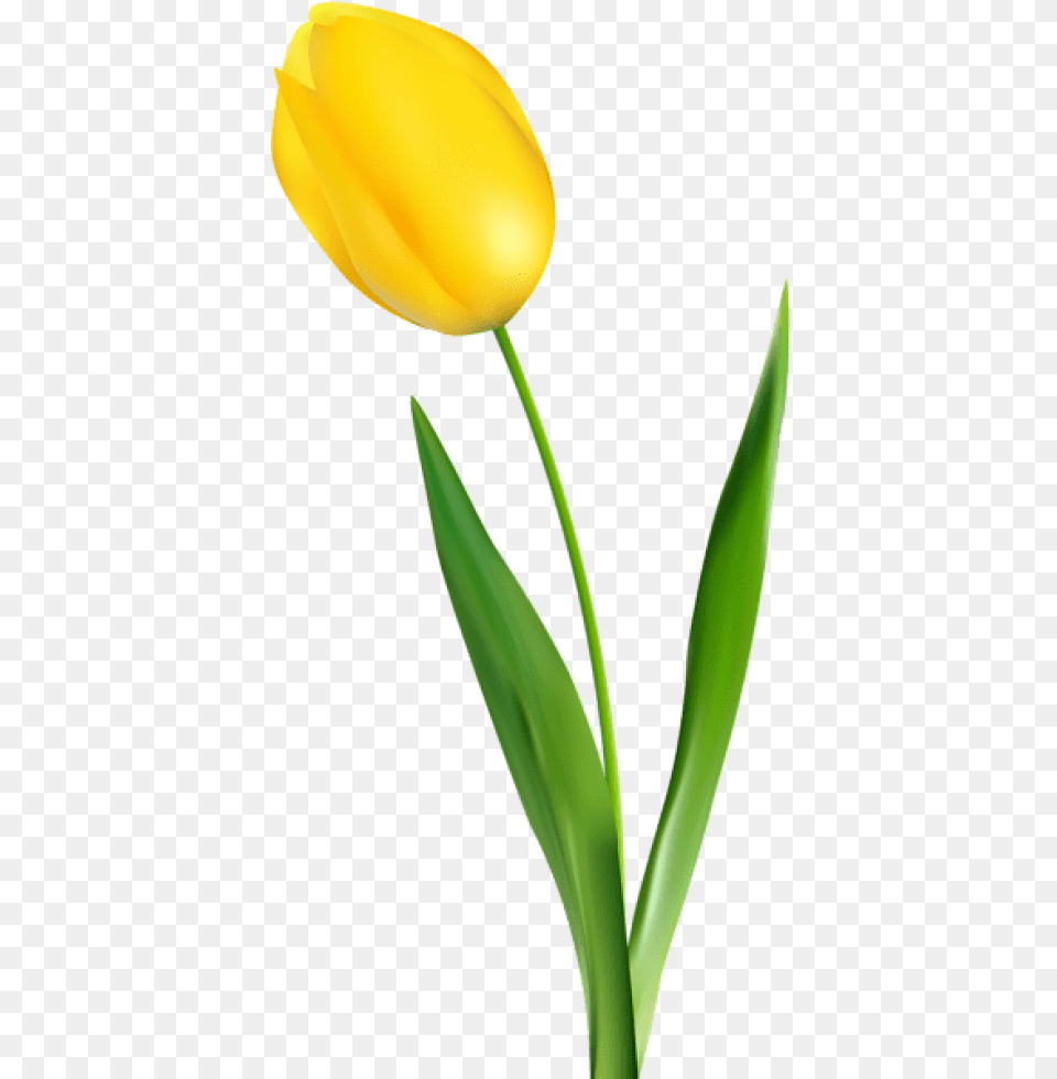 Yellow Tulip Transparent Yellow Tulip Clipart, Flower, Plant, Helmet Free Png Download