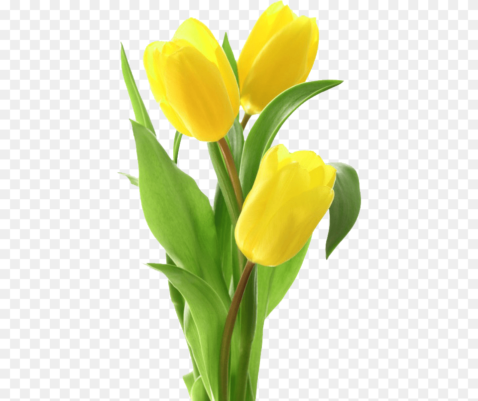 Yellow Tulips Image Download Yellow Tulips, Flower, Plant, Tulip Free Png