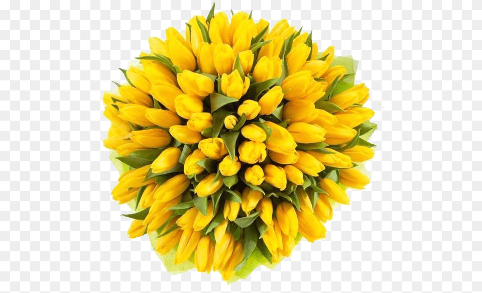 Yellow Tulips Image File Yellow Tulips, Dahlia, Flower, Flower Arrangement, Flower Bouquet Free Png