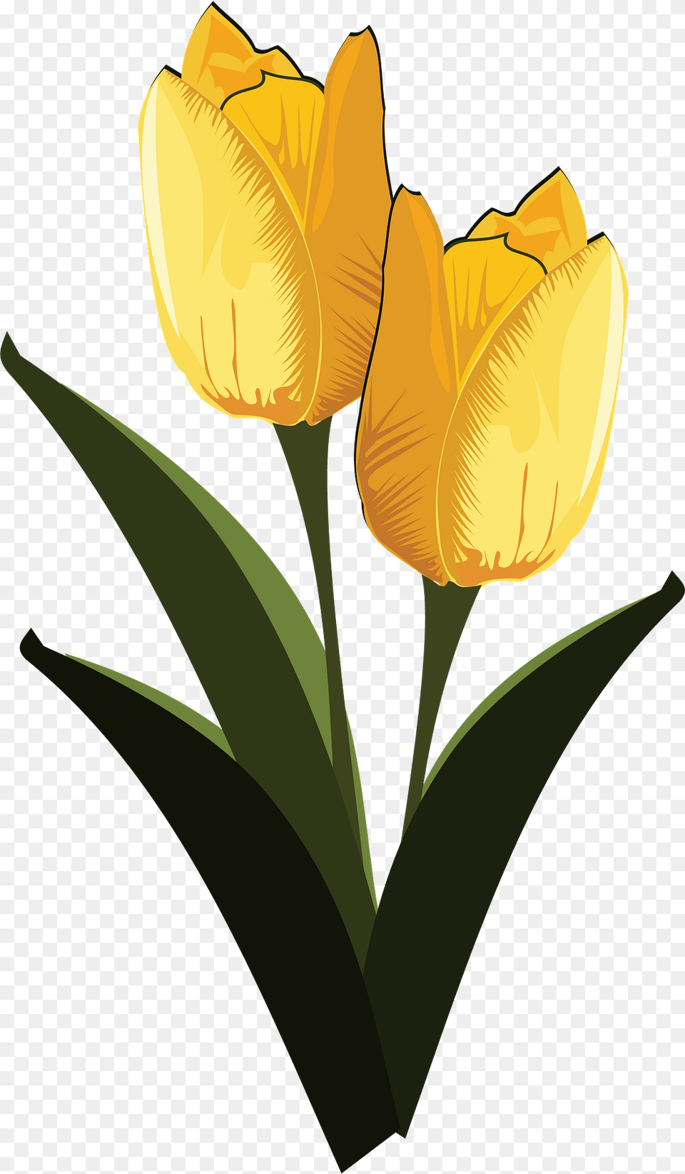 Yellow Tulips With Stems Clipart, Flower, Plant, Tulip, Petal Free Png Download