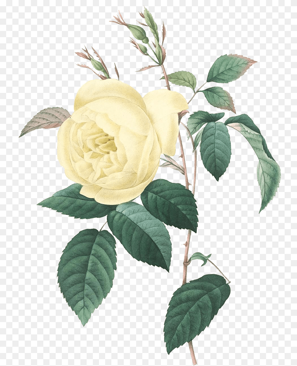 Yellow Vintage Rose Print, Flower, Leaf, Plant, Petal Free Png