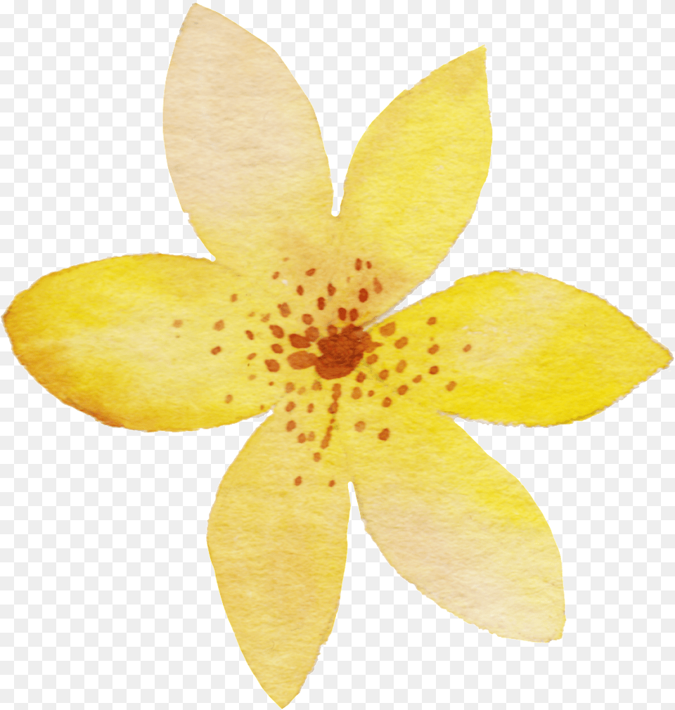 Yellow Watercolor Flower, Petal, Plant, Anther Free Png