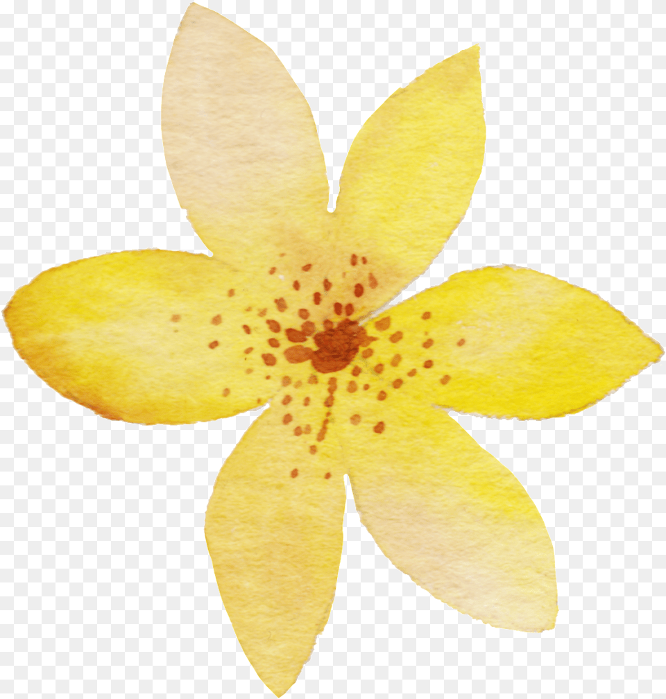 Yellow Watercolor Flower Transparent Yellow Yellow Water Color Flowers, Petal, Plant, Anther, Animal Png