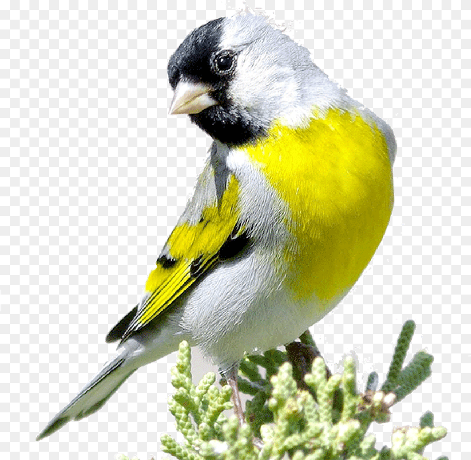 Yellow White And Black Bird, Animal, Finch, Canary Free Transparent Png