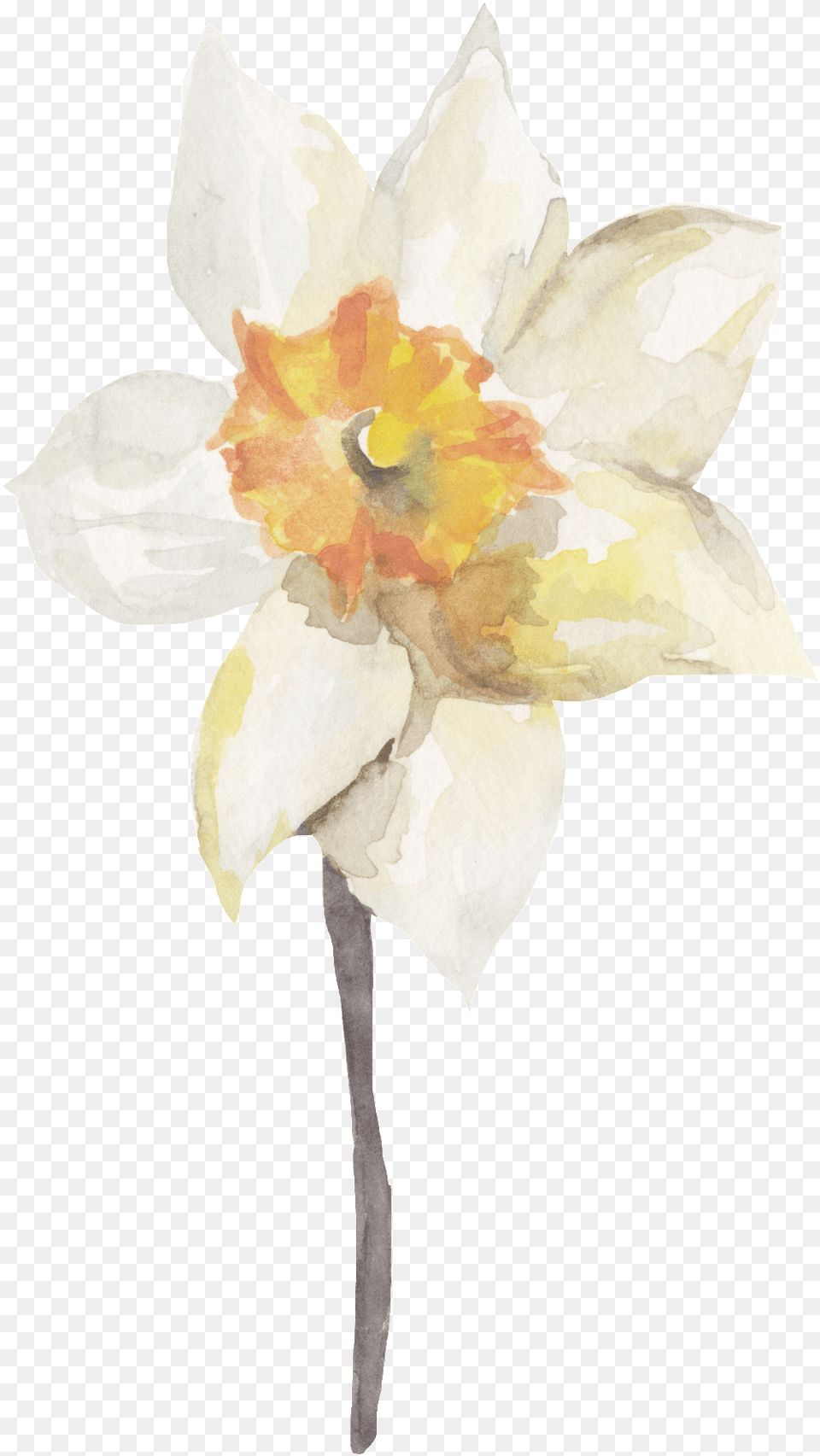 Yellow White Flower Tree Decorative Artificial Flower, Daffodil, Plant, Person Free Transparent Png