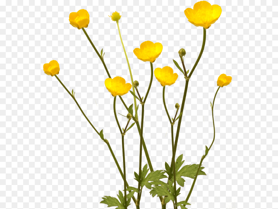 Yellow Wild Flowers, Flower, Petal, Plant, Geranium Free Png