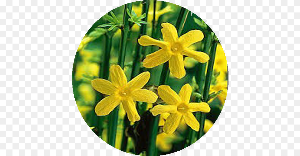 Yellow Winter Jasmine Flower Essence U2014 Rhythm Of Beauty Lut Jasmn, Daffodil, Plant, Anther, Daisy Png Image