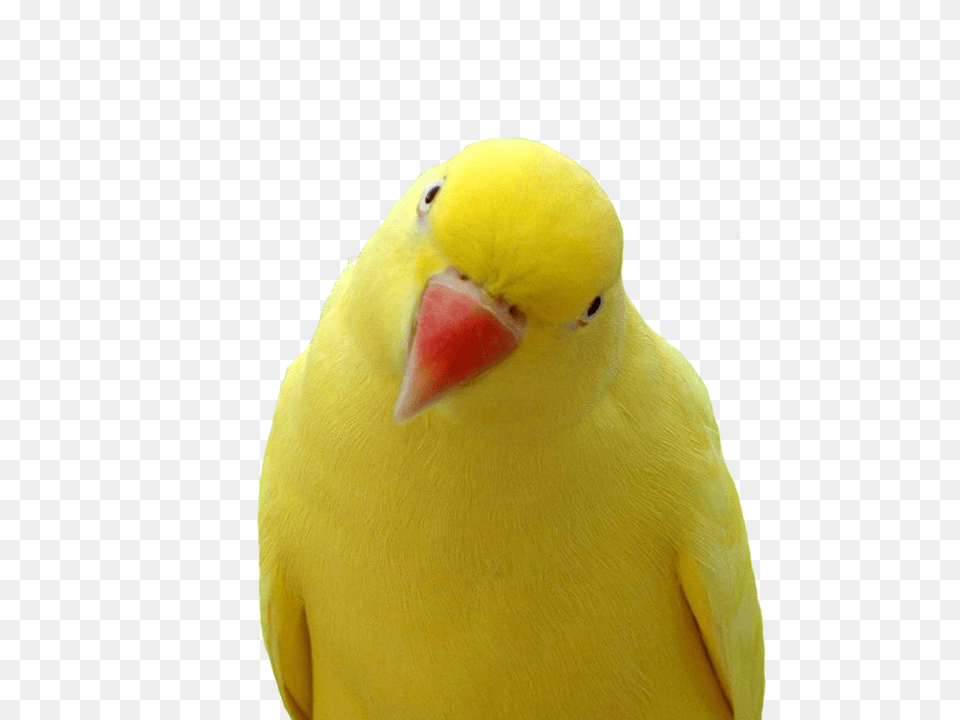 Yellow Yellow Parrot Orange Beak, Animal, Bird, Parakeet Free Png