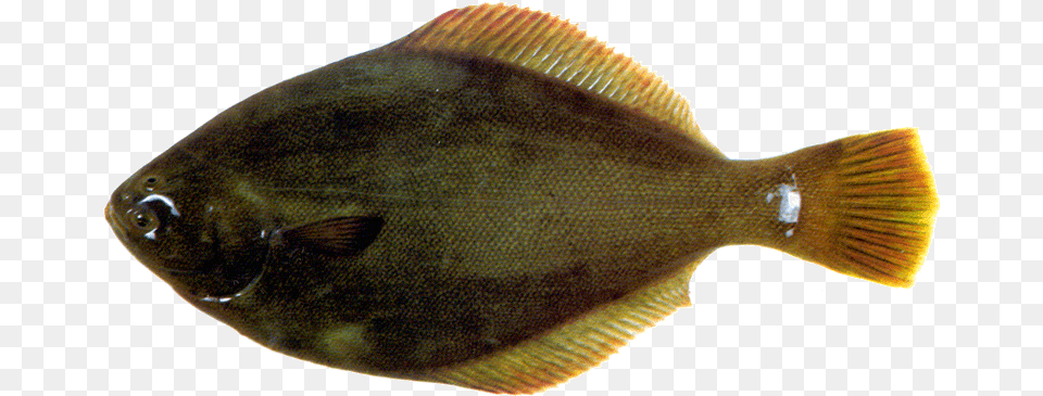 Yellowbelly Flounder Sole, Animal, Fish, Sea Life, Halibut Free Png Download