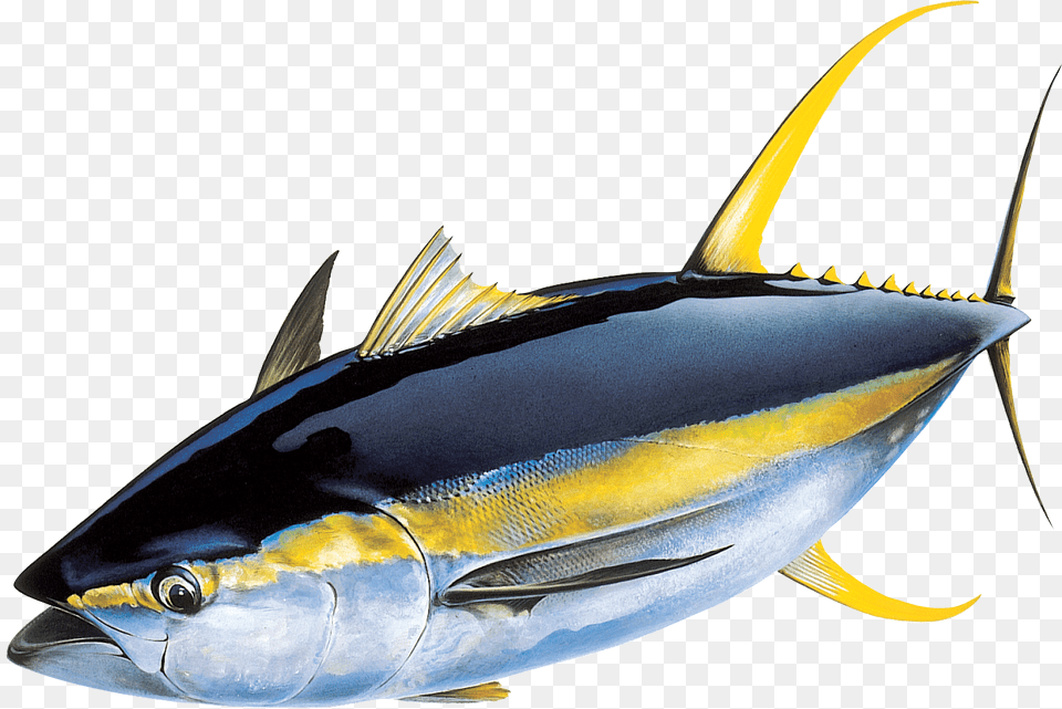 Yellowfin Tuna, Animal, Fish, Sea Life, Bonito Png Image
