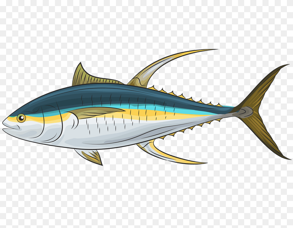 Yellowfin Tuna Clipart, Animal, Bonito, Fish, Sea Life Png