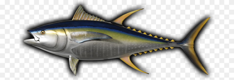 Yellowfin Tuna Fish Mount And Fish Replicas Tuna, Animal, Bonito, Sea Life, Shark Png