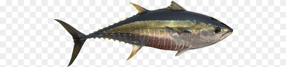 Yellowfin Tuna Thunnus Orientalis, Animal, Bonito, Fish, Sea Life Free Transparent Png