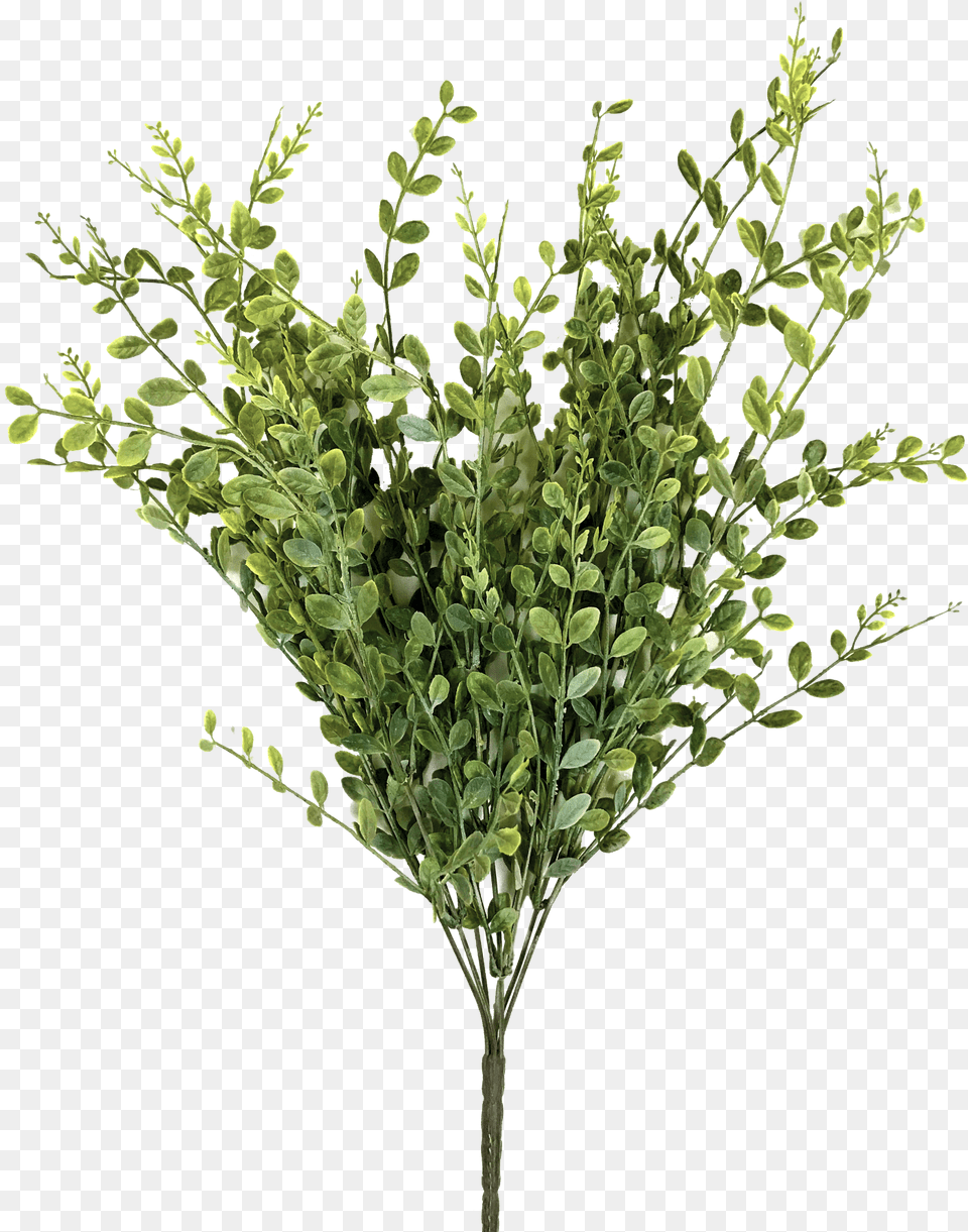 Yellowgreen Boxwood Bush, Herbal, Herbs, Leaf, Plant Free Transparent Png