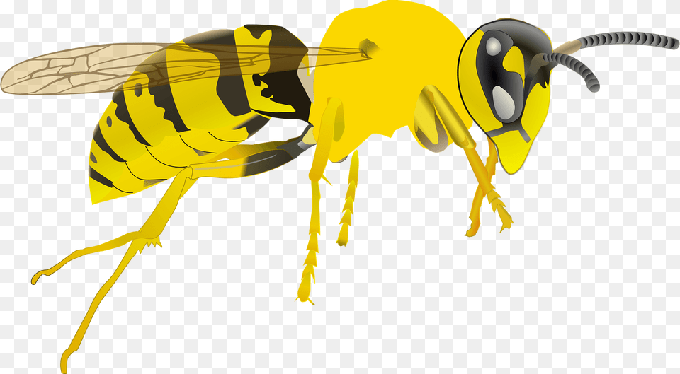 Yellowjacket Clipart, Animal, Bee, Insect, Invertebrate Free Transparent Png