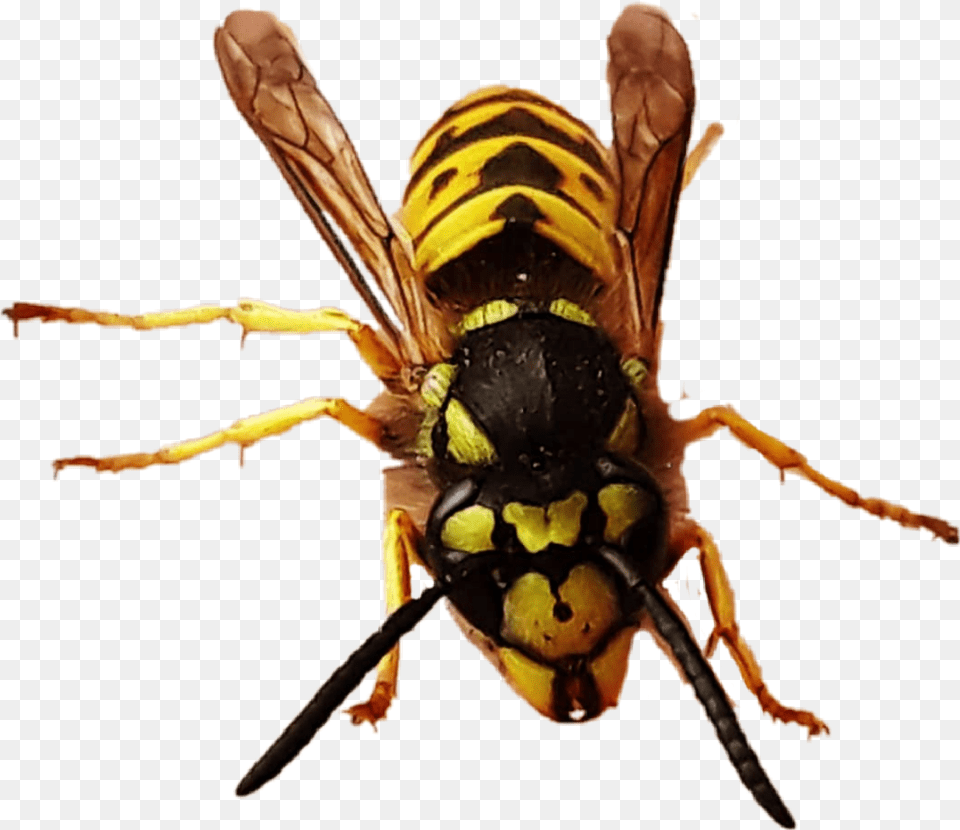 Yellowjacket Queen Queenbee Bee Wasp Hornet Bug Hornet, Animal, Insect, Invertebrate Free Transparent Png