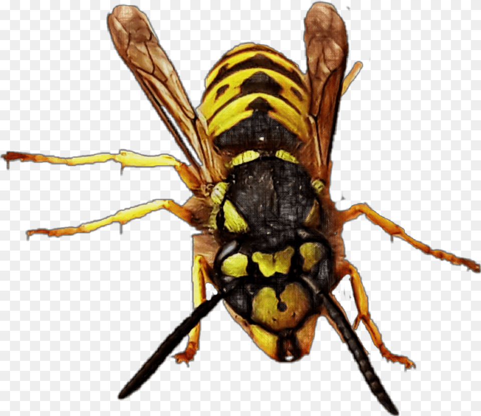 Yellowjacket Queen Queenbee Bee Wasp Hornet Bug Insect Hornet, Animal, Invertebrate Png