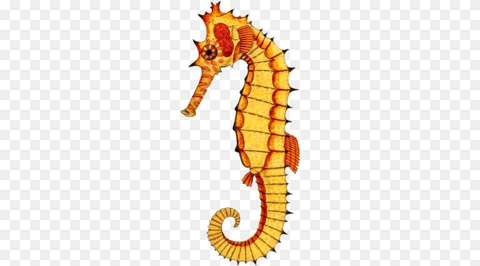 Yellowseahorse Pixels Northern Seahorse, Animal, Mammal, Sea Life Free Png Download