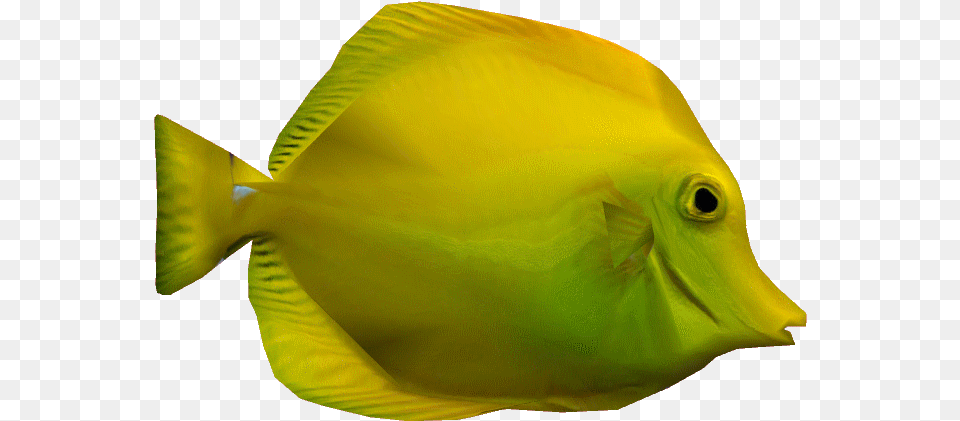Yellowtangdd Transparent Yellow Tang Fish, Animal, Sea Life, Surgeonfish, Angelfish Png Image