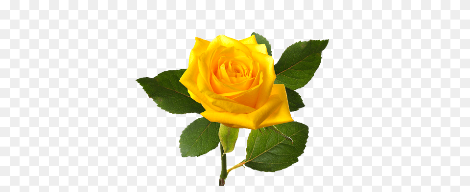 Yellw Rose Images Gallery, Flower, Plant, Leaf Png Image