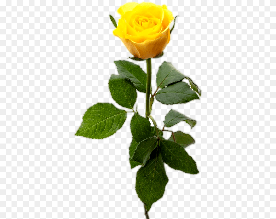 Yellw Rose Transparent Free Gallery Single Yellow Rose, Flower, Plant, Leaf, Petal Png